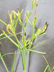 Carlowrightia linearifolia