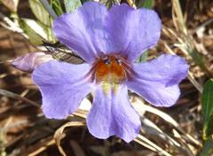 Petalidium oblongifolium