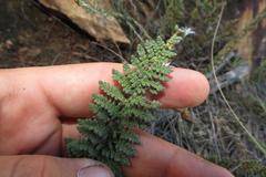 Cheilanthes contracta