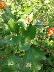 Viburnum trilobum image