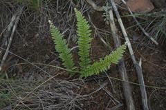 Cheilanthes contracta
