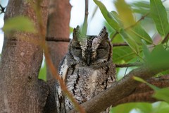 Otus senegalensis
