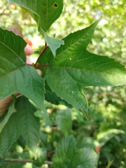 Viburnum trilobum image