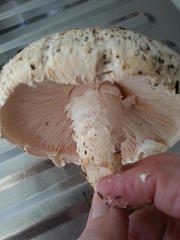 Saproamanita foetidissima