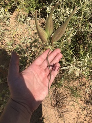 Asclepias engelmanniana