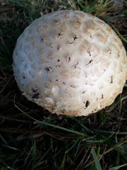 Saproamanita foetidissima