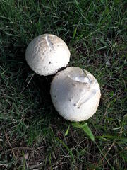 Saproamanita foetidissima