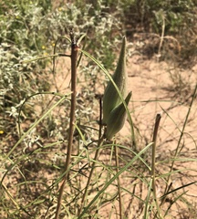 Asclepias engelmanniana