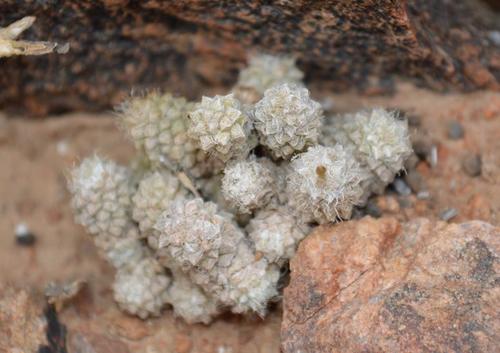 Anacampseros baeseckei