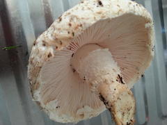 Saproamanita foetidissima