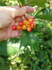 Viburnum trilobum image