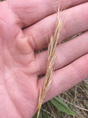 Helictochloa hookeri