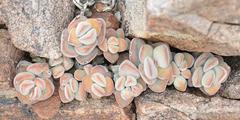 Crassula sericea
