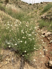 Dalea candida oligophylla