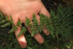 Cheilanthes viridis viridis