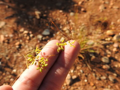 Bupleurum rigidum paniculatum