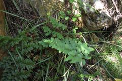 Cheilanthes viridis viridis