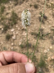 Dalea candida oligophylla