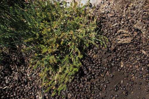 Lepidium africanum iNat (1)
