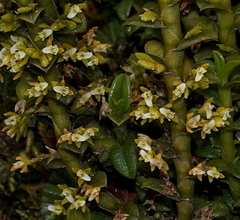 Fernandezia crystallina