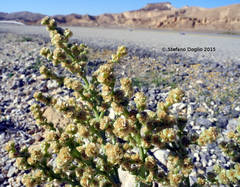 Anabasis setifera
