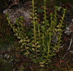 Fernandezia crystallina