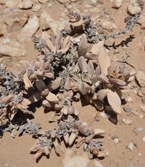 Juttadinteria albata