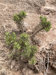 Nama carnosa