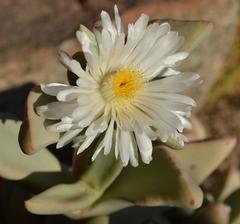 Juttadinteria albata