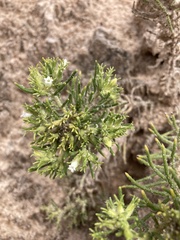 Nama carnosa