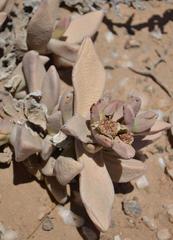 Juttadinteria albata