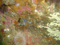 Acanthistius sebastoides