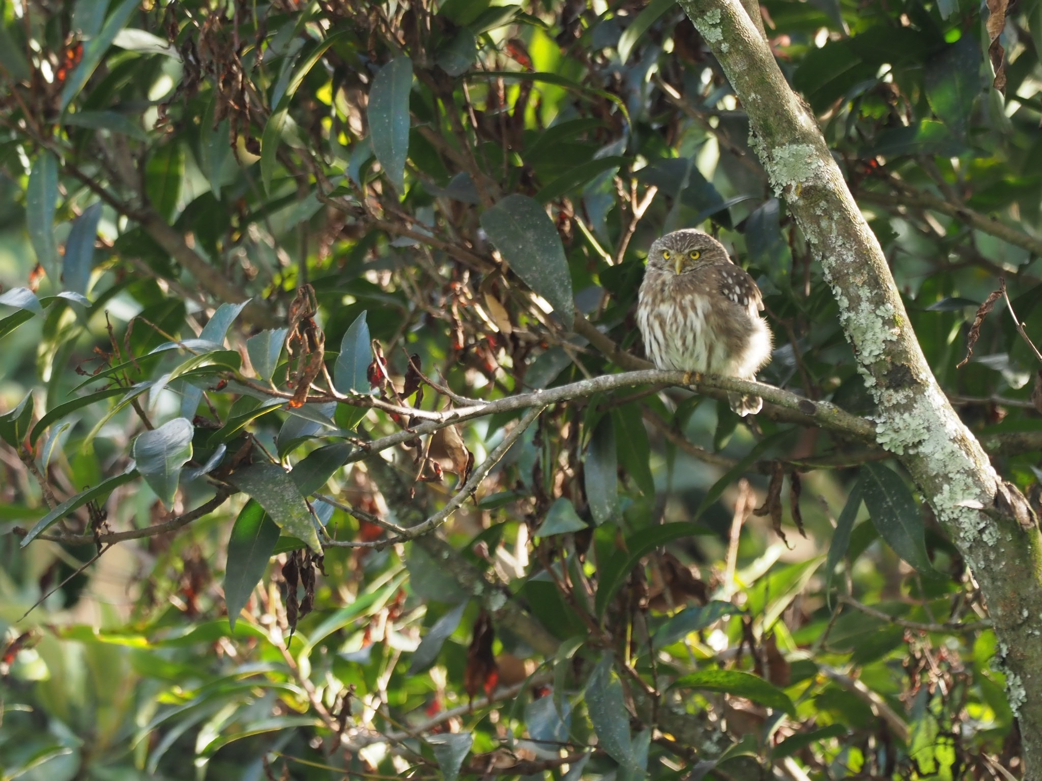 Glaucidium peruanum image