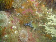 Acanthistius sebastoides