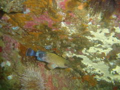 Acanthistius sebastoides