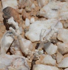 Anacampseros variabilis