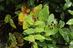 Uredo androsaemi