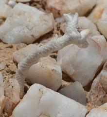 Anacampseros variabilis