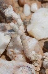 Anacampseros variabilis