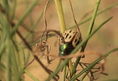 Leptinotarsa lineolata