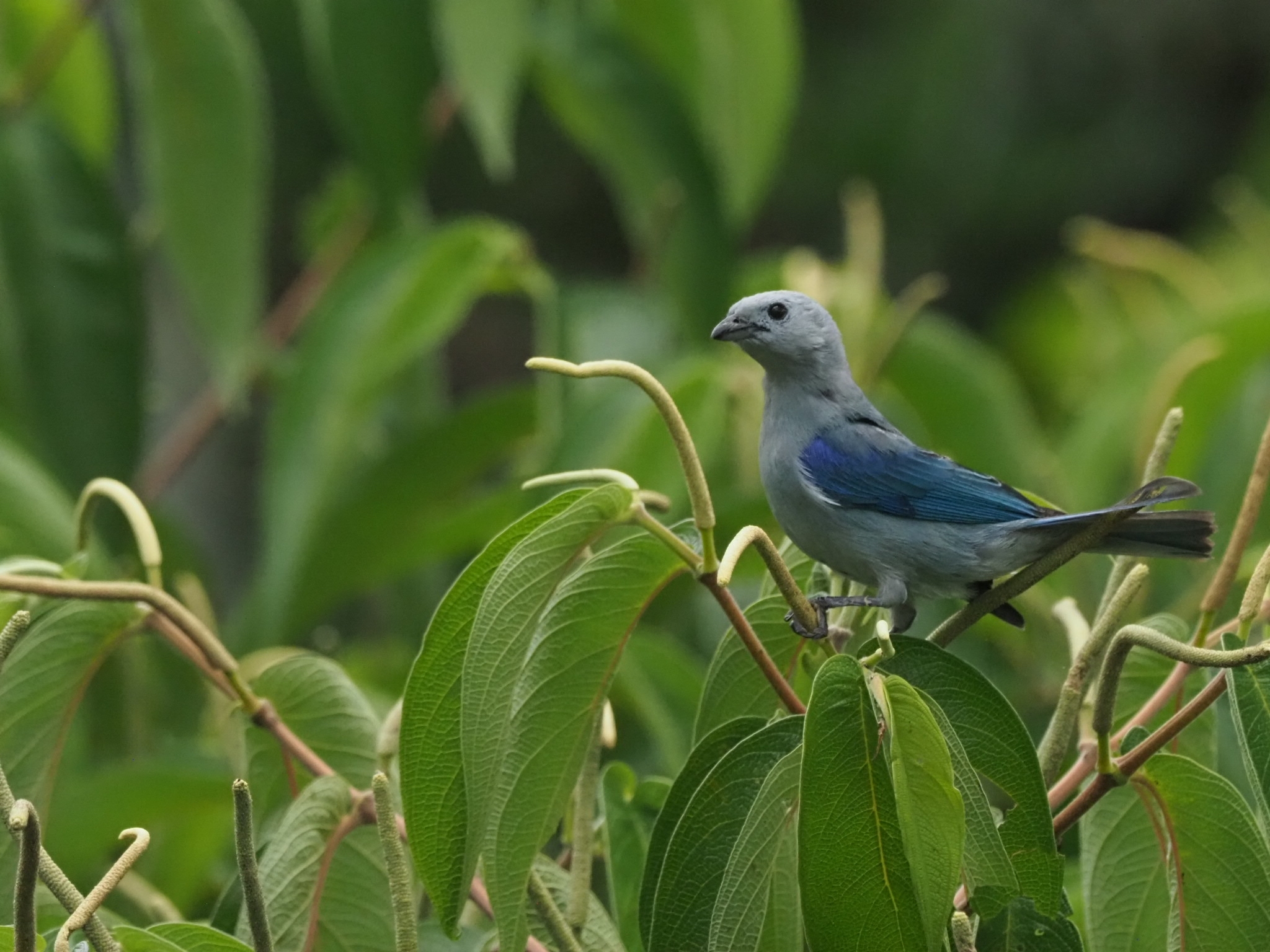 Thraupis episcopus image