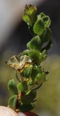 Agathosma odoratissima