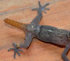 Pachydactylus