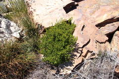 Agathosma odoratissima