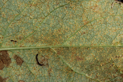Melampsora androsaemi