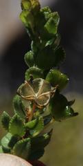 Agathosma odoratissima