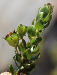 Agathosma odoratissima