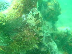 Chorisochismus dentex