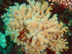 Melithaea rubra