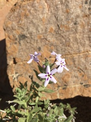 Jamesbrittenia fruticosa